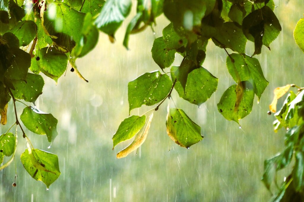 rain, leaves, tree-7500449.jpg