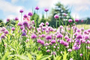 chives, bloom, purple-798538.jpg