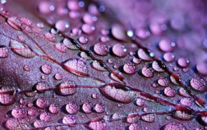 dewdrops, drops, droplets-2432391.jpg