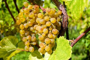 grapes, vines, grapevine-2715711.jpg
