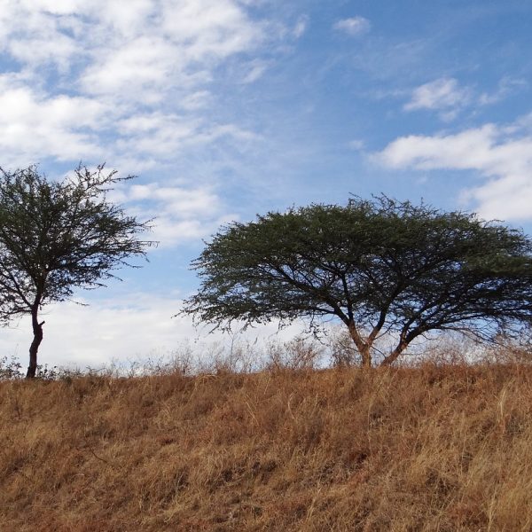 tree, acacia nilotica, babool-266572.jpg